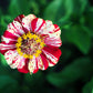 150 CANDY STRIPE ZINNIA Mix Elegans Flower Seeds Mixed Colors with Red Stripes