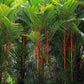 10 Red LIPSTICK PALM Sealing Wax Palm Cyrtostachys Renda Tree Houseplant Seeds