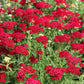 600 RED YARROW Achillea Millefolium Rubra Flower Seeds