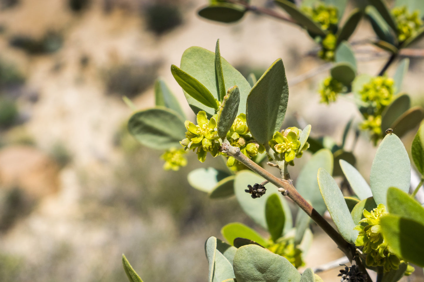 5 JOJOBA Simmondsia Chinensis Fruit Nut Oil Evergreen Shrub Seeds