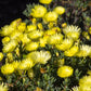 100 Gelato YELLOW ICE PLANT Mesembryanthemum Daisy Livingstone Succulent Flower Seeds