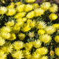 100 Gelato YELLOW ICE PLANT Mesembryanthemum Daisy Livingstone Succulent Flower Seeds