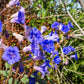 200 CALIFORNIA BLUEBELL (Wild Canterbury Bells / Desert Blue Bell) Phacelia Campanularia Flower Seeds