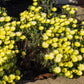 100 Gelato YELLOW ICE PLANT Mesembryanthemum Daisy Livingstone Succulent Flower Seeds