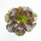 3000 BRONZE MIGNONETTE LETTUCE Butterhead Lactuca Sativa Vegetable Seeds