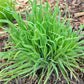 100 BUNNY TAILS GRASS (Hares Tail) Ornamental Lagurus Ovatus Seeds