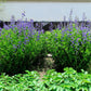 50 BLUE WILD INDIGO (False Indigo) Baptisia Australis Flower Seeds