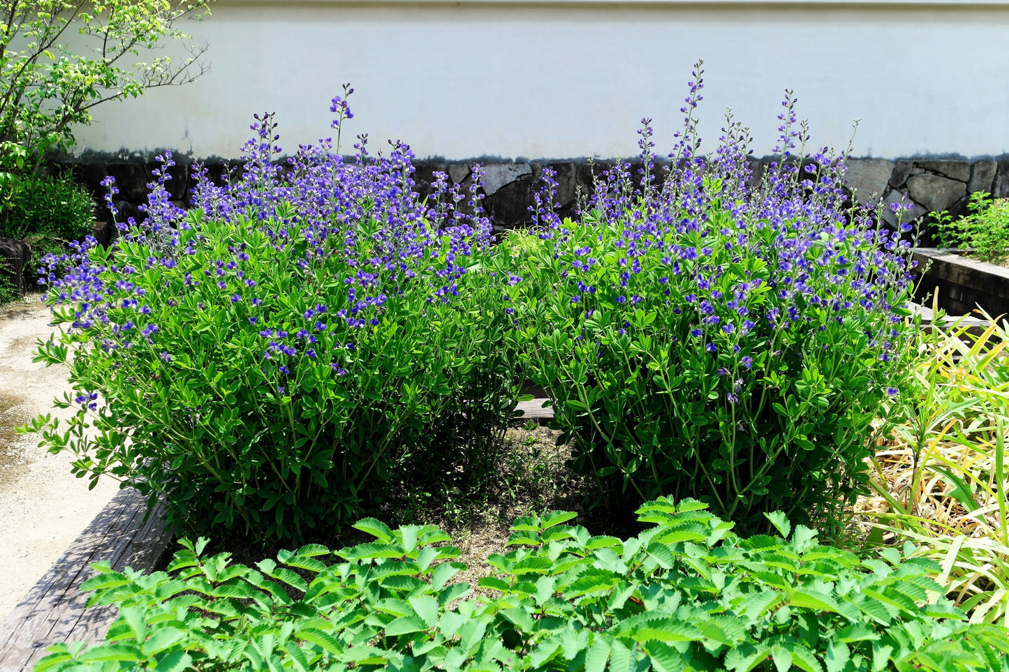 50 BLUE WILD INDIGO (False Indigo) Baptisia Australis Flower Seeds