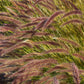 25 PURPLE FOUNTAIN GRASS Ornamental Pennisetum Setaceum Dark Burgundy Flower Seeds