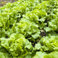 3000 BUTTERCRUNCH LEAF LETTUCE Lactuca Sativa Vegetable Seeds