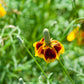 500 MEXICAN HAT Ratibida Columnaris Columnifera Red & Yellow Native Flower Seeds