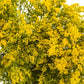 10 GOLDEN RAIN TREE Goldenrain Koelreuteria Paniculata Yellow Flower Seeds