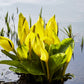 10 Yellow SWAMP LANTERN Moist Lysichiton Americanus Skunk Cabbage Flower Seeds