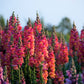 2000 SNAPDRAGON CORONA MIX Antirrhinum Majus Flower Seeds