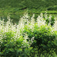 50 WHITE WILD INDIGO Baptisia Alba Usa Native Pollinator Flower Seeds