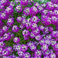 500 Sweet ALYSSUM ROYAL CARPET Lobularia Maritima Violet Blue Flower Seeds