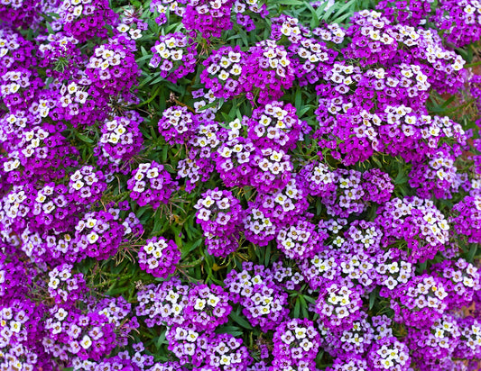 500 Sweet ALYSSUM ROYAL CARPET Lobularia Maritima Violet Blue Flower Seeds