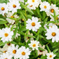 250 Mixed Colors CLASSIC ZINNIA Linearis Angustifolia Narrow Leaf Creeping Mexican Flower Seeds