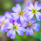 4000 VIRGINIA STOCK Malcolmia Maritima Flower Seeds