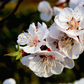 5 COMMON APRICOT Fruit Tree Prunus Armeniaca White Pink Flower Seeds