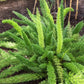 10 EMERALD ASPARAGUS FERN A. Densiflorus Mazeppa Houseplant Flower Seeds