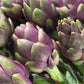 50 PURPLE ROMAGNA ARTICHOKE Italian Cynara Scolymus Flower Vegetable Seeds