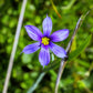 200 BLUE EYED GRASS (Western or Californian) Sisyrinchium Bellum Flower Seeds