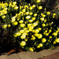 100 Gelato YELLOW ICE PLANT Mesembryanthemum Daisy Livingstone Succulent Flower Seeds