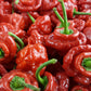 40 Red JAMAICAN HOT PEPPER Capsicum Chinense Scotch Bonnet Vegetable Seeds