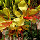 5 DESERT BIRD OF PARADISE Shrub Caesalpinia Gilliesii Poinciana Red & Yellow Flower Seeds