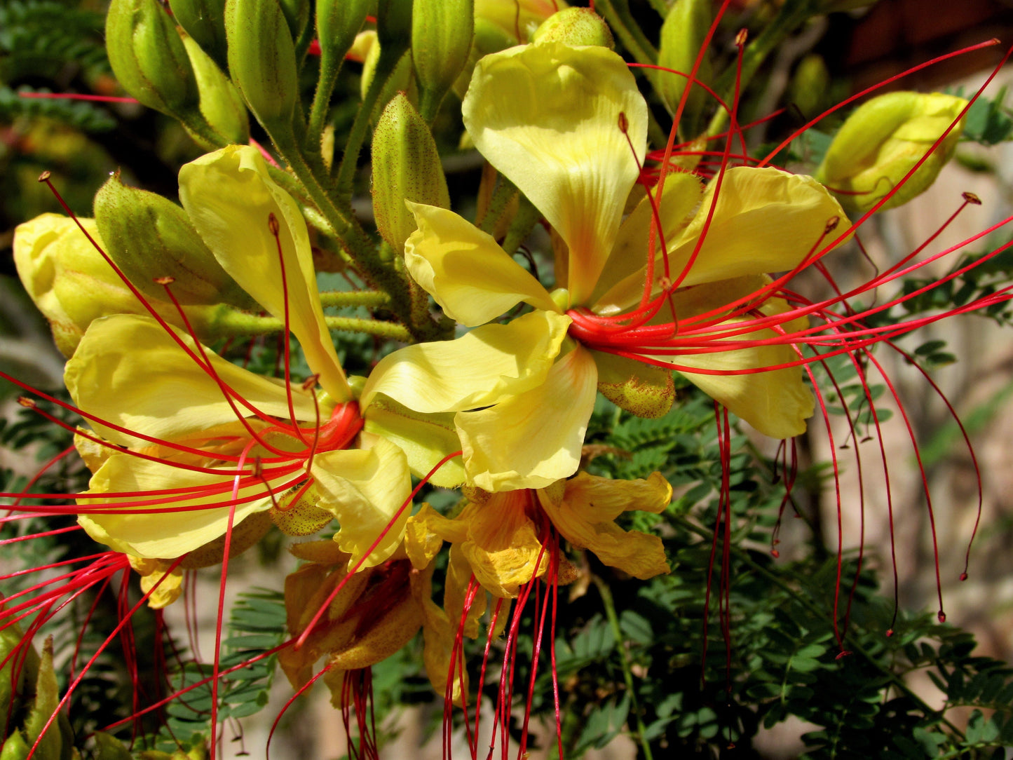 5 DESERT BIRD OF PARADISE Shrub Caesalpinia Gilliesii Poinciana Red & Yellow Flower Seeds