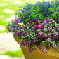 500 Sweet ALYSSUM ROYAL CARPET Lobularia Maritima Violet Blue Flower Seeds