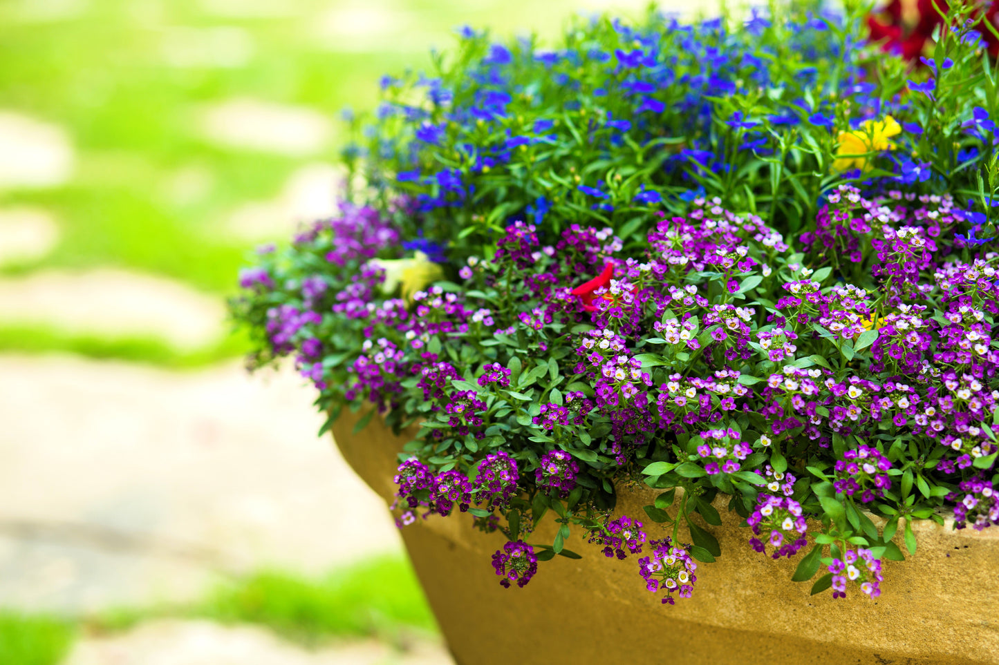 500 Sweet ALYSSUM ROYAL CARPET Lobularia Maritima Violet Blue Flower Seeds