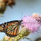 100 ORGANIC Blessed MILK THISTLE Silybum Marianum Hummingbird Purple Flower Seeds