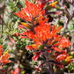 50 Red INDIAN PAINTBRUSH Castilleja Indivisa Flower Seeds