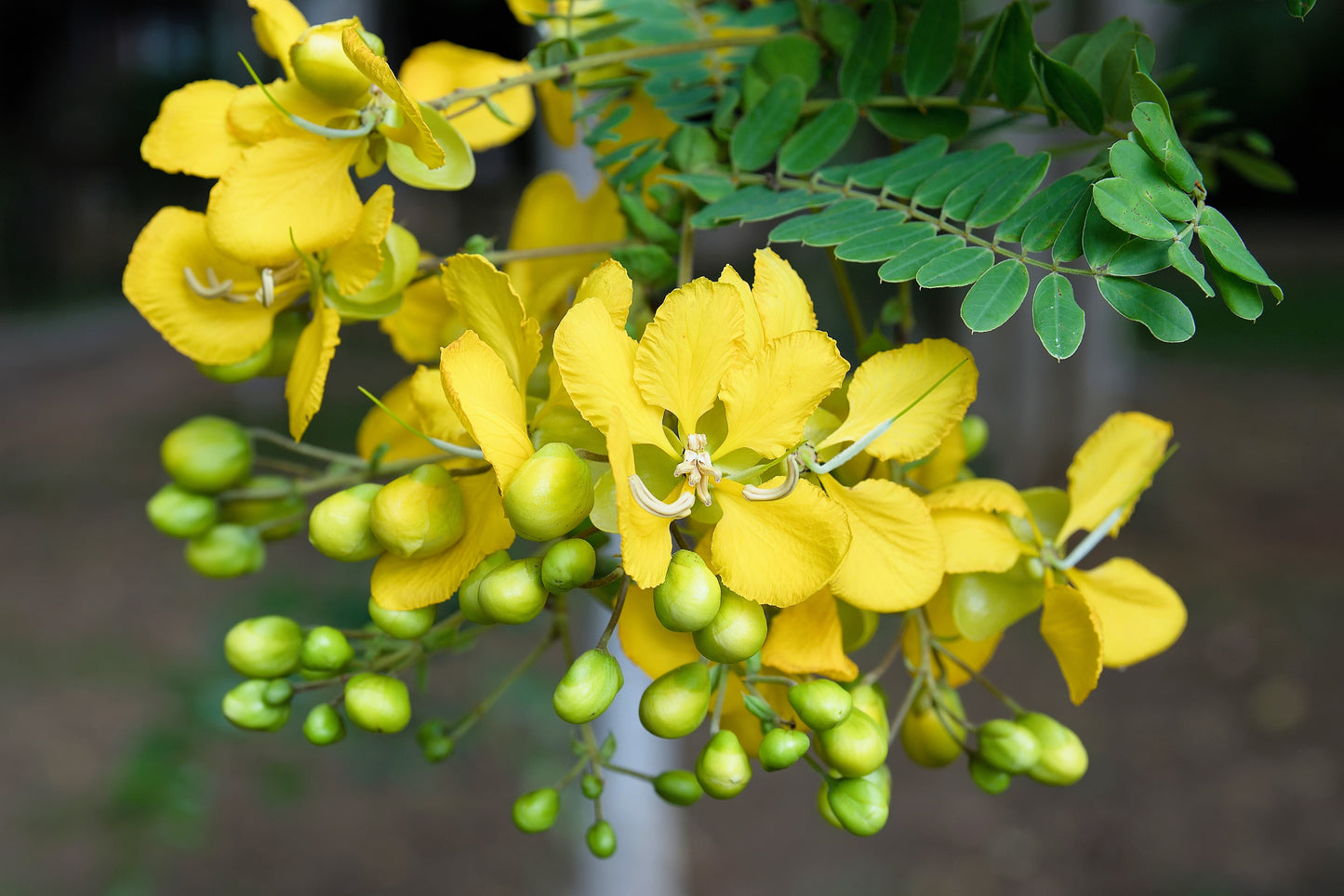 300 Yellow PARTRIDGE PEA (Sleeping Plant / Sensitive Pea) Chamaecrista Fasciculata Flower Seeds