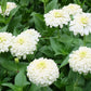 250 White POLAR BEAR ZINNIA Elegans Flower Seeds