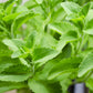 50 STEVIA ( Sweetleaf / Sweet Leaf / Sugarleaf ) Stevia Rebaudiana Sugar Flower Herb Seeds