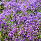 500 Purple FEBRUARY ORCHID Violet Cress Orychophragmus Violaceus 2" Flower Edible Vegetable Seeds