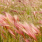 40 SQUIRREL TAIL Barley GRASS (Foxtail Barley) Hordeum Jubatum Ornamental Seeds