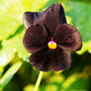 50 BLACK PANSY Clear Crystals Viola Wittrockiana Flower Seeds