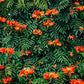 15 Red AFRICAN TULIP TREE (Fire Tree / Flame of the Forest / Fountain Tree) Spathodea Campanulata Seeds