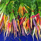 500 RAINBOW CARROT MIX White Red Yellow Purple Orange Daucus Carrota Seeds