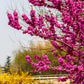 40 CHINESE REDBUD Cercis Chinensis Shrub Small Tree Pink Purple Flower Seeds