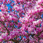 5 LILY MAGNOLIA Flower TREE Pink & Purple Fragrant Tulip Magnol Liliiflora Seeds