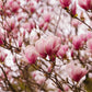 5 SAUCER MAGNOLIA x Soulangeana Denudata & Liliiflora 5 - 10" Pink & White Flower Tulip Tree Seeds