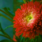 30 Double SCARLET PAEONY ASTER Red Peony Callistephus Flower Seeds