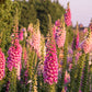 1000 FOXGLOVE EXCELSIOR MIX Digitalis Purpurea Mixed Colors Flower Seeds