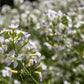 500 EVENING ( night ) SCENTED STOCK Matthiola Longipetala Bicornis Flower Seeds