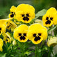 50 YELLOW & BROWN PANSY Swiss Giant Violet Viola Wittrockiana Flower Seeds